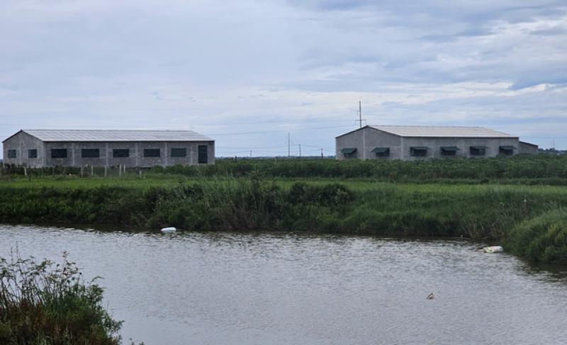 Xác lợn chết nghi nhiễm dịch, vứt trôi trên sông Đào ở Quảng Trị- Ảnh 1. Xác lợn chết nghi nhiễm dịch, vứt trôi trên sông Đào ở Quảng Trị- Ảnh 1.