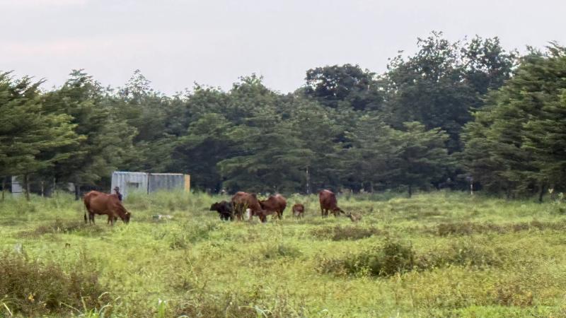 Những dự án khu dân cư không một bóng người- Ảnh 3. Những dự án khu dân cư không một bóng người- Ảnh 3.