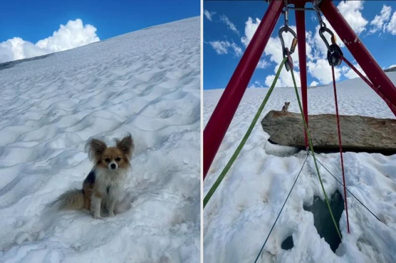 Chú chó Chihuahua trở thành anh hùng trong vụ cứu hộ khe băng ở thụy sĩ - Ảnh 1. Chú chó Chihuahua trở thành anh hùng trong vụ cứu hộ khe băng ở thụy sĩ - Ảnh 1.