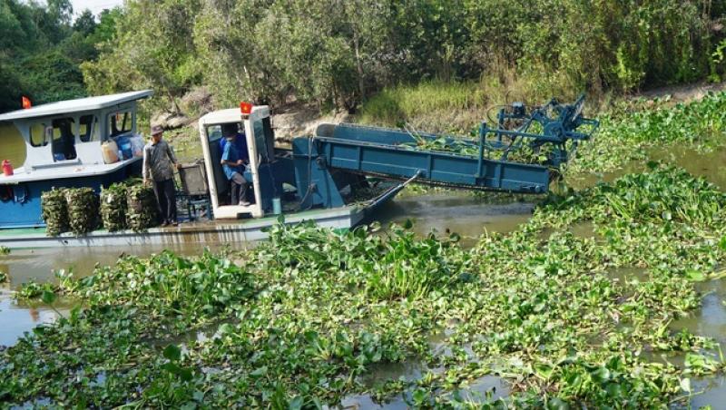 Thân phận lục bình Nam bộ: Ai cũng muốn 'xử' lục bình- Ảnh 3. Thân phận lục bình Nam bộ: Ai cũng muốn 'xử' lục bình- Ảnh 3.