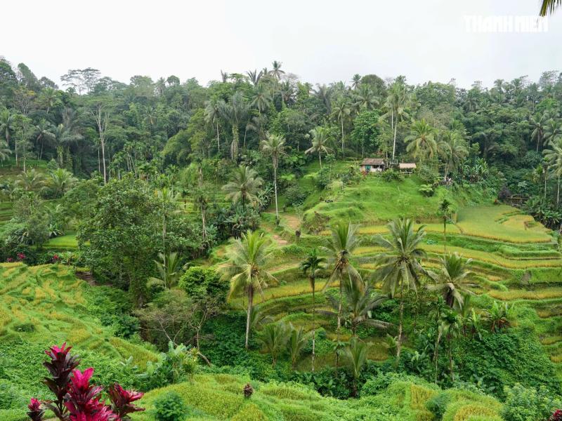 Giải mã bí ẩn trên ruộng bậc thang khiến du khách mê mẩn ở đảo Bali- Ảnh 5. Giải mã bí ẩn trên ruộng bậc thang khiến du khách mê mẩn ở đảo Bali- Ảnh 5.