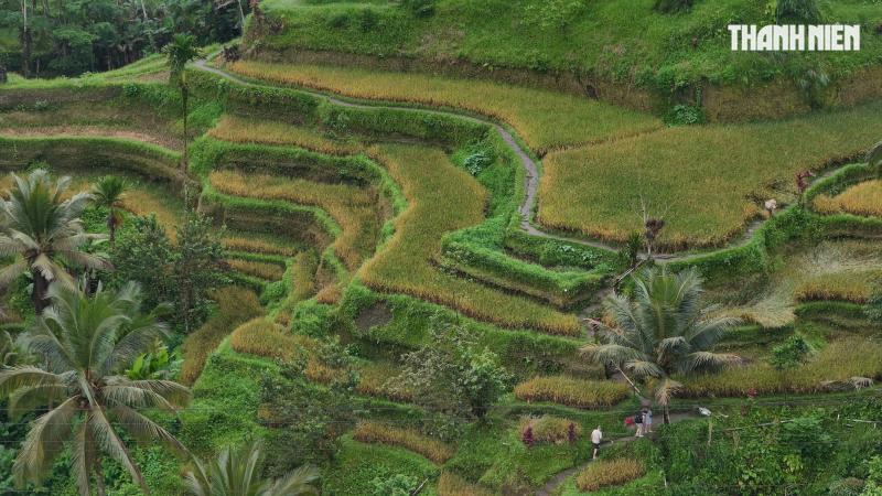 Giải mã bí ẩn trên ruộng bậc thang khiến du khách mê mẩn ở đảo Bali- Ảnh 4. Giải mã bí ẩn trên ruộng bậc thang khiến du khách mê mẩn ở đảo Bali- Ảnh 4.