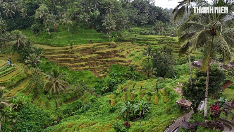 Giải mã bí ẩn trên ruộng bậc thang khiến du khách mê mẩn ở đảo Bali- Ảnh 1. Giải mã bí ẩn trên ruộng bậc thang khiến du khách mê mẩn ở đảo Bali- Ảnh 1.