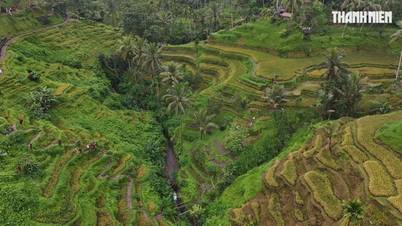 Giải mã bí ẩn trên ruộng bậc thang khiến du khách mê mẩn ở đảo Bali- Ảnh 3. Giải mã bí ẩn trên ruộng bậc thang khiến du khách mê mẩn ở đảo Bali- Ảnh 3.