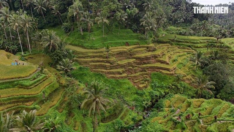 Giải mã bí ẩn trên ruộng bậc thang khiến du khách mê mẩn ở đảo Bali- Ảnh 9. Giải mã bí ẩn trên ruộng bậc thang khiến du khách mê mẩn ở đảo Bali- Ảnh 9.