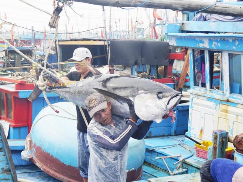 Chống khai thác IUU, Gia Lai buộc 650 tàu cá nằm bờ- Ảnh 2. Chống khai thác IUU, Gia Lai buộc 650 tàu cá nằm bờ- Ảnh 2.