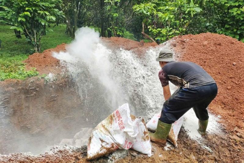 Lâm Đồng tiêu hủy đàn heo 240 con nhiễm bệnh dịch tả lợn Châu phi- Ảnh 2. Lâm Đồng tiêu hủy đàn heo 240 con nhiễm bệnh dịch tả lợn Châu phi- Ảnh 2.