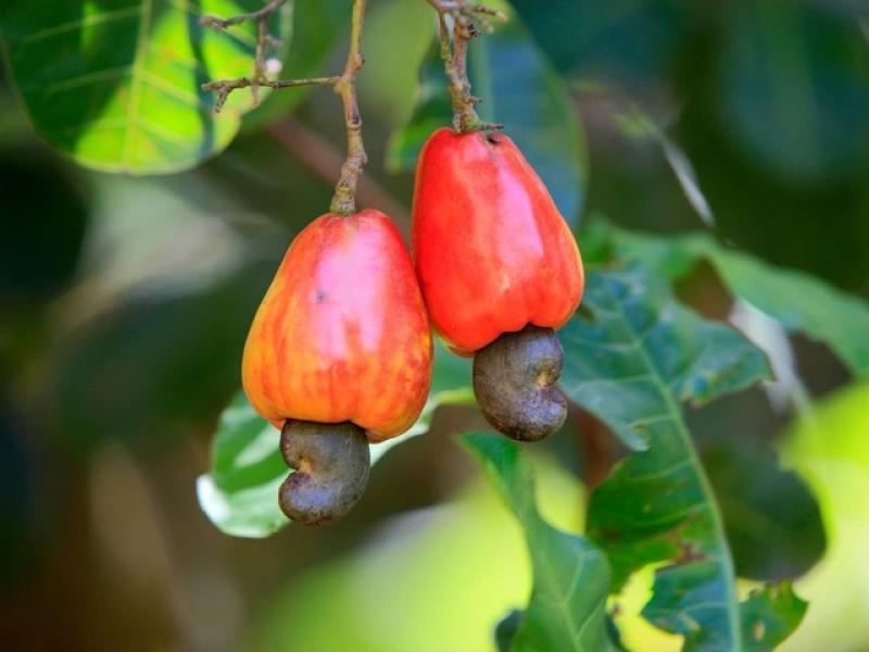 Những thực phẩm nguy hiểm nhất thế giới - Ảnh 8.