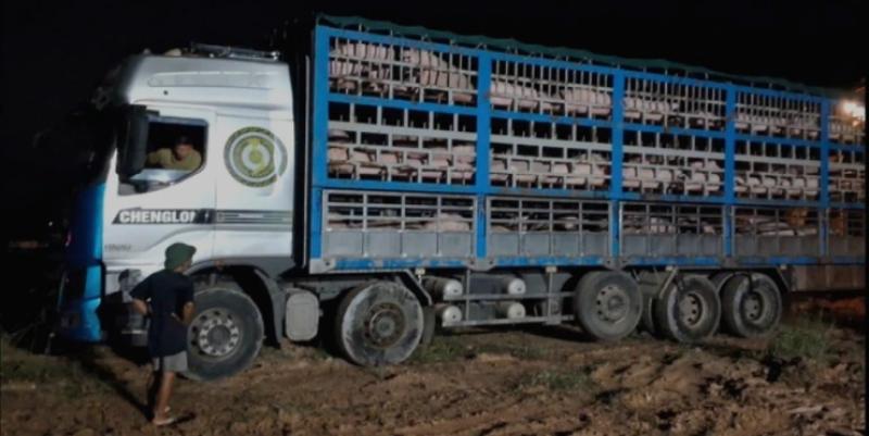 - Ảnh 1. Có vắc xin, vì sao dịch tả lợn châu Phi vẫn bùng phát, lan rộng? - Ảnh 1.