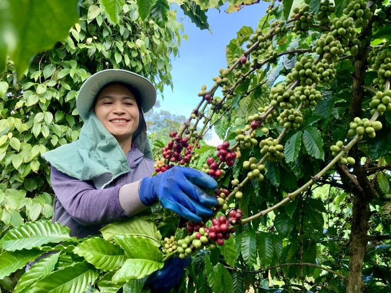 Thị trường than sinh học 3 , 3 tỉ USD và cơ hội vàng cho Việt Nam - Ảnh 2. Thị trường than sinh học 3 , 3 tỉ USD và cơ hội vàng cho Việt Nam - Ảnh 2.