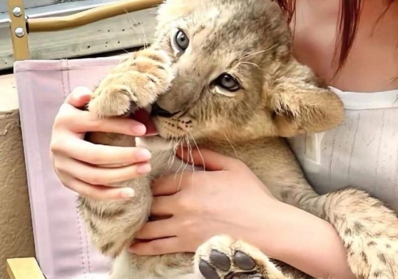 Cà phê ôm sư tử gây tranh cãi ở Trung Quốc - Ảnh 1.