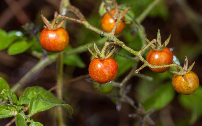 Một giống cà chua đang tiến hóa ngược, liệu có tái diễn ở người?- Ảnh 1. Một giống cà chua đang tiến hóa ngược, liệu có tái diễn ở người?- Ảnh 1.