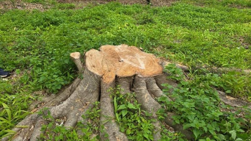 Cưa hạ hàng loạt cây xanh trong khuôn viên xã để... bán củi, sửa trụ sở cũ- Ảnh 2. Cưa hạ hàng loạt cây xanh trong khuôn viên xã để... bán củi, sửa trụ sở cũ- Ảnh 2.