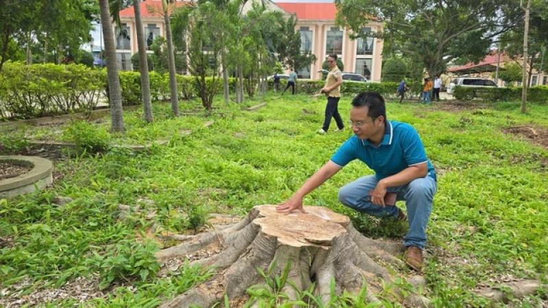 Cưa hạ hàng loạt cây xanh trong khuôn viên xã để... bán củi, sửa trụ sở cũ- Ảnh 1. Cưa hạ hàng loạt cây xanh trong khuôn viên xã để... bán củi, sửa trụ sở cũ- Ảnh 1.