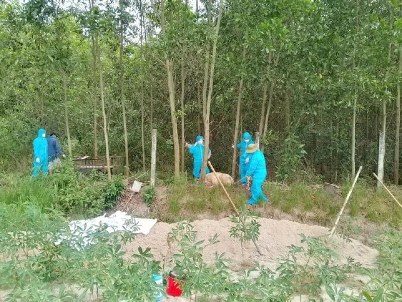 Tiêu hủy heo chết ở Quảng Ngãi: Người dân bức xúc vì bị thu 600.000 đồng/con - Ảnh 1. Tiêu hủy heo chết ở Quảng Ngãi: Người dân bức xúc vì bị thu 600.000 đồng/con - Ảnh 1.