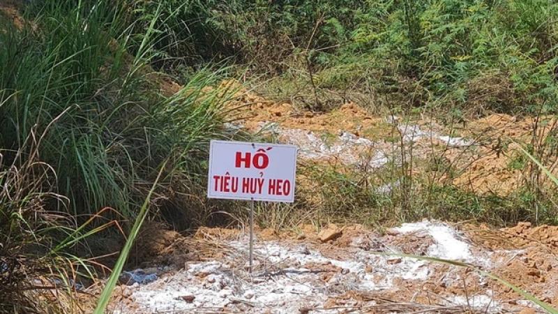 Tiêu hủy heo chết ở Quảng Ngãi: Người dân bức xúc vì bị thu 600.000 đồng/con - Ảnh 3. Tiêu hủy heo chết ở Quảng Ngãi: Người dân bức xúc vì bị thu 600.000 đồng/con - Ảnh 3.
