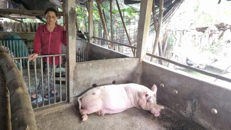 Tiêu hủy heo chết ở Quảng Ngãi: Người dân bức xúc vì bị thu 600.000 đồng/con - Ảnh 2. Tiêu hủy heo chết ở Quảng Ngãi: Người dân bức xúc vì bị thu 600.000 đồng/con - Ảnh 2.