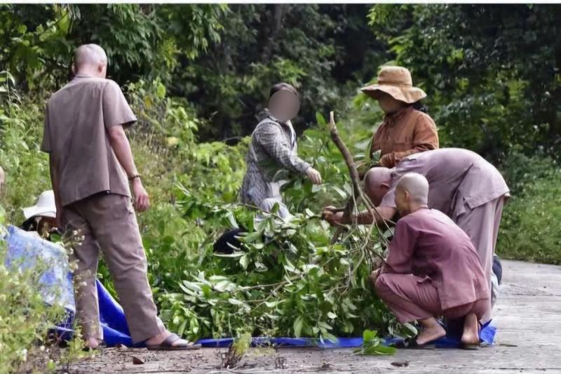 Đà Nẵng: Xử phạt nhóm người chặt hái ‘nho rừng’ ở bán đảo Sơn Trà- Ảnh 2. Đà Nẵng: Xử phạt nhóm người chặt hái ‘nho rừng’ ở bán đảo Sơn Trà- Ảnh 2.
