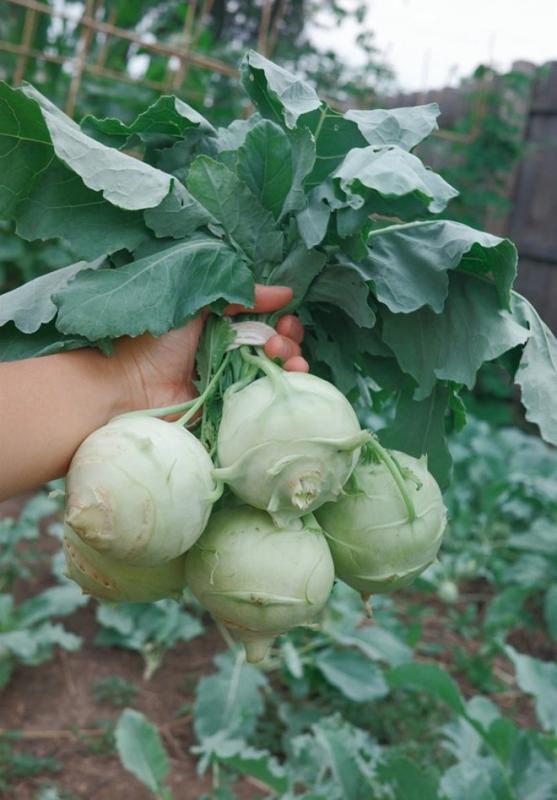 Mẹ Việt trồng rau Việt Nam tại Mỹ giữ gìn hương vị quê hương - Ảnh 6. Mẹ Việt trồng rau Việt Nam tại Mỹ giữ gìn hương vị quê hương - Ảnh 6.