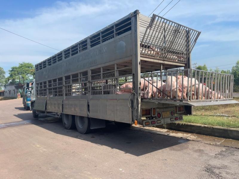 Tiêu hủy 220 con heo mắc dịch tả heo châu Phi - Ảnh 1.