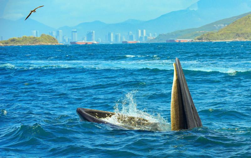 BQL vịnh Nha Trang: Không khuyến khích dùng cá voi thu hút khách du lịch - Ảnh 1.