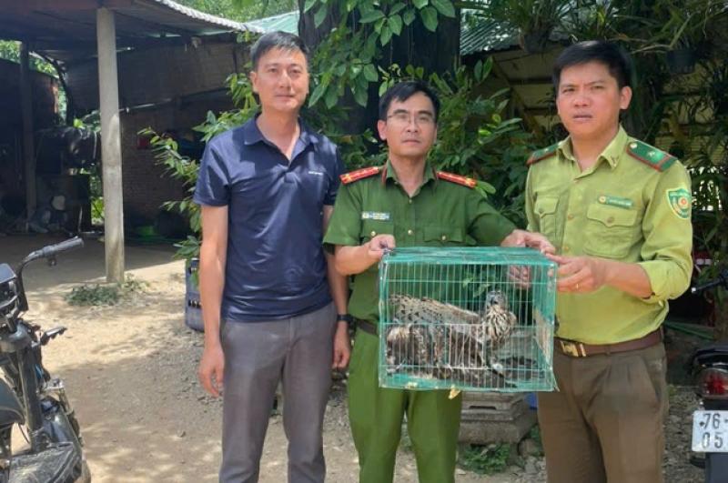 Quảng Ngãi: Thả 3 cá thể diều hâu quý hiếm về rừng - Ảnh 1.